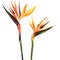Strelitzia, bird of paradise flower, two flowers isolated, watercolor painting on white