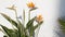 Strelitzia bird of paradise tropical crane flower, California USA. Orange exotic floral blossom, shadow on white wall