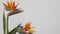 Strelitzia bird of paradise tropical crane flower, California USA. Orange exotic floral blossom, shadow on white wall