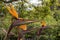 Strelitzia blossom, Sao Miguel, Azores Islands