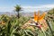 Strelitzia in Botanical garden of Funchal at Madeira Island