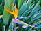 Strelitzia, Colourful Bird of Paradise Flower in Garden