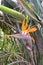 Strelitzia, common name: bird of paradise flower
