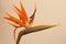 Strelitzia flower