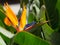 Strelitzia flower