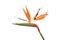 Strelitzia flower also known as Bird of Paradise