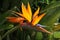 Strelitzia flower leaves