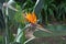 Strelitzia - a flower of Madeira