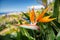 Strelitzia flower, typical for Madeira island, in the lush green bush with the town of Funchal in the background.