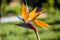 Strelitzia is a genus of five species of perennial plants, native to South Africa. Bird of paradise.