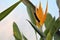 Strelitzia is a herbaceous perennial beautiful unusual plant. Interesting orange flower as a bird of paradise