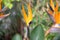 Strelitzia is a herbaceous perennial beautiful unusual plant. Interesting orange flower as a bird of paradise