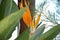 Strelitzia is a herbaceous perennial beautiful unusual plant. Interesting orange flower as a bird of paradise