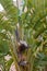Strelitzia nicolai, wild banana or giant white bird of paradise flowers