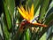 Strelitzia reginae (Bird of paradise) flower