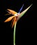 Strelitzia Reginae Bird of Paradise flower