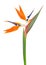 Strelitzia reginae, bird of paradise flower