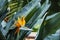 Strelitzia reginae exotic plant also known as a Bird of Paradise flower or Crane flower in a tropical garden