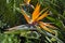 Strelitzia reginae exotic plant also known as a Bird of Paradise flower or Crane flower in a tropical garden of Tenerife,Canary Is