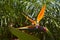Strelitzia reginae exotic plant also known as a Bird of Paradise flower or Crane flower in a tropical garden of Tenerife,Canary Is
