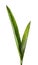 Strelitzia reginae, Heliconia, Bird of paradise foliage isolated on white background