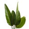 Strelitzia reginae leaves, Bird of paradise foliage, Tropical leaf isolated on white background with clipping path