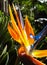 Strelitzia reginae, orange exotic flower