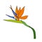 Strelitzia reginae tropical south africa flower isolated. Vector illustration.bloom bouquet design.Plant known as crane flower,