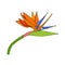 Strelitzia reginae tropical south africa flower isolated. Vector illustration.bloom bouquet design.Plant known as crane flower,