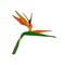 Strelitzia reginae tropical south africa flower isolated. Vector illustration.bloom bouquet design.Plant known as crane flower,