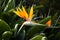 Strelitzia is a royal flower, tropical flower in Vietnam, Asia.