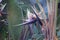 Strelitzie - Paradise bird blossom - Strelitziaceae