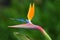 Strelizia, bird of paradise flower, Strelitzia reginae