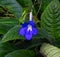 Streptocarpus, cape primrose . Botanical garden Heidelberg, Baden Wuerttemberg, Germany