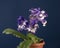 Streptocarpus flower over blue background