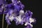 Streptocarpus flower over grey background