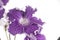 Streptocarpus flower over white background