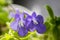 Streptocarpus saxorum in bloom, purple flower