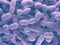 Streptococcus Pneumoniae Bacteria