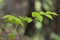 Streptopus amplexifolius is a rare plant of the high mountain Carpathian forests. Streptopus amplexifolius twistedstalk, clasping