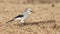 Stresemann`s Bush-Crow in Arid Field