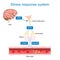 stress hormones. Cortisol and adrenaline. Fight-or-flight response