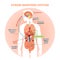 Stress response system vector illustration diagram, nerve impulses scheme. Educational medical information.