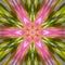 Stretch Kaleidoscope Edit with Colourful Flower