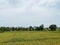 a stretch of yellowing rice that will soon be harvested with trees