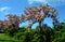 Stretched crown, branches falling like a parasol, very elegant. Young leaves bronze, then green; very numerous bright pink flowers