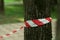 Stretched security white red warning  tape in a street park from tree. Encloses a dangerous place or crime scene in the forest.