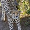 Stretching cheetah that stretches the body