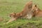 A stretching lioness on the grasslands