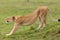 A stretching lioness on the grasslands